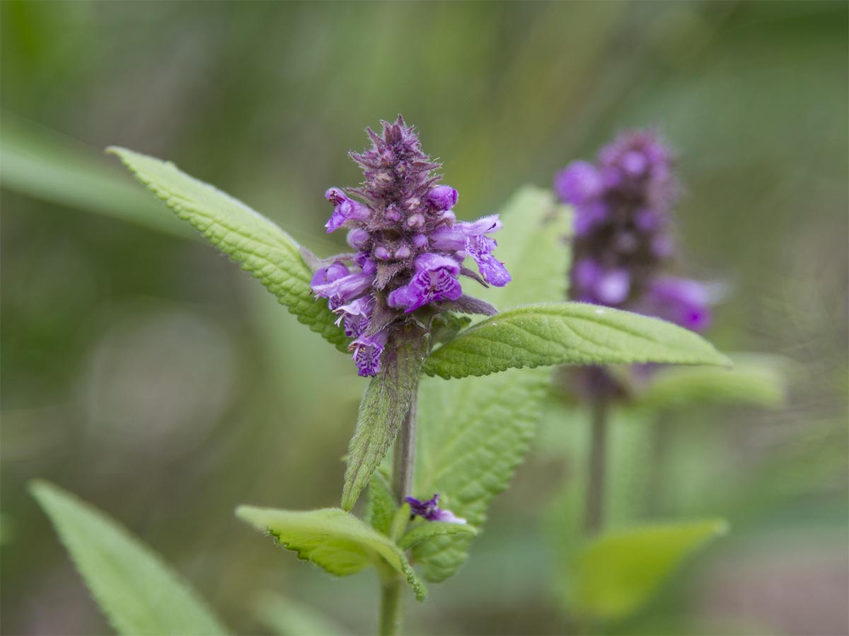 Stachys palustris